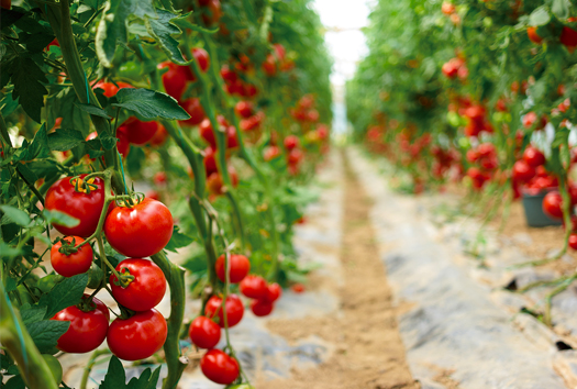 事務所は青果市場の一角、
いつも野菜がそばにあります。