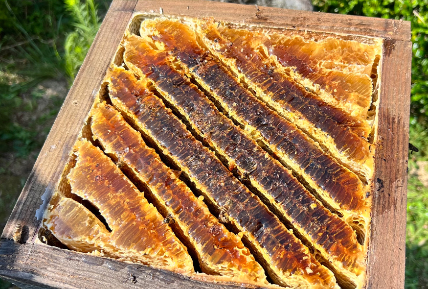 下関に咲く野の花々たちの、
まっすぐな味わい。